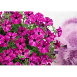 Petunie Sky Family Topf Durchmesser 12 cm ^ Plantiflor Best
