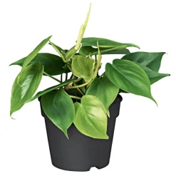 Philodendron Topf Durchmesser 12 cm ^ Plantiflor Clearance