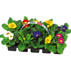Primel, 10er Pack ^ Plantiflor Discount