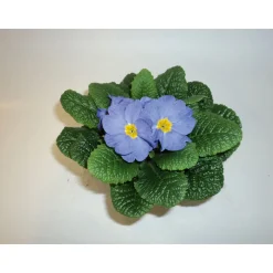 Primeln Sonderfarben Topf Durchmesser 11 cm ^ Plantiflor Online