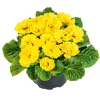 Primel Topf Durchmesser 10,5 cm ^ Plantiflor Online