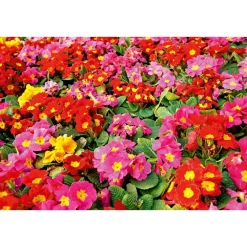 Primel Topf Durchmesser 10,5 cm ^ Plantiflor