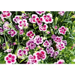 Prinzess-Nelke Pink Kisses Topf- Durchmesser 12 cm ^ Plantiflor Hot