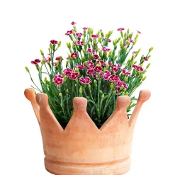 Prinzess-Nelke Pink Kisses Topf- Durchmesser 12 cm ^ Plantiflor Hot