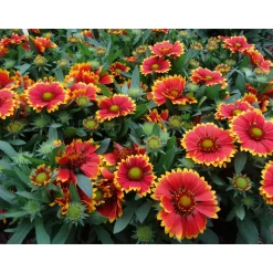 Prärie-Korkadenblume Topf Durchmesser 19 cm ^ Plantiflor Discount