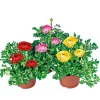 Ranunkel Topf Durchmesser 11 cm ^ Plantiflor Online
