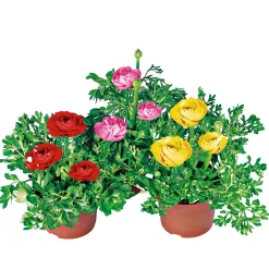 Ranunkel Topf Durchmesser 11 cm ^ Plantiflor Online