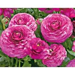 Ranunkel Topf Durchmesser 11 cm ^ Plantiflor Online