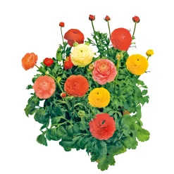 Ranunkel Topf Durchmesser 11 cm ^ Plantiflor Online