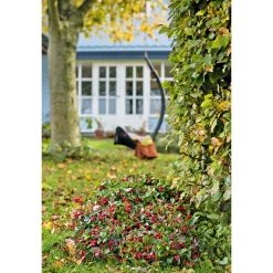 Rebhuhnbeere Topf Durchmesser 10,5 cm ^ Plantiflor Hot
