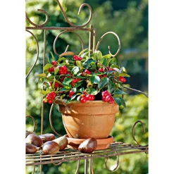 Rebhuhnbeere Topf Durchmesser 10,5 cm ^ Plantiflor Hot
