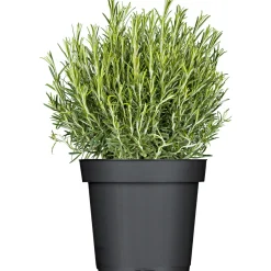 Rosmarin im Topf Durchmesser 14 cm ^ Plantiflor