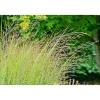 Ruten-Hirse Topf- Durchmesser 23 cm ^ Plantiflor Best