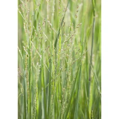 Ruten-Hirse Topf- Durchmesser 23 cm ^ Plantiflor Best