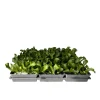 Salatjungpflanze Eissalat 6er-Tray ^ Plantiflor Online