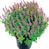 Salbei T14 ^ Plantiflor Outlet