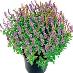 Salbei T14 ^ Plantiflor Outlet