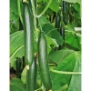 Schlangengurke plastikfrei Topf 12 cm ^ Plantiflor Online