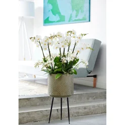 Schmetterlings-Orchidee 3-Trieber Topf Durchmesser 12 cm ^ Plantiflor Outlet