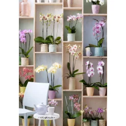 Schmetterlings-Orchidee 3-Trieber Topf Durchmesser 12 cm ^ Plantiflor Outlet