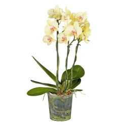Schmetterlings-Orchidee 3-Trieber Topf Durchmesser 12 cm ^ Plantiflor Outlet