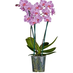 Schmetterlings-Orchidee 3-Trieber Topf Durchmesser 12 cm ^ Plantiflor Outlet