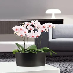 Schmetterlingsorchidee Topf- Durchmesser 9 cm ^ Plantiflor Hot