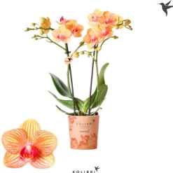 Schmetterlingsorchidee Topf- Durchmesser 9 cm ^ Plantiflor Hot