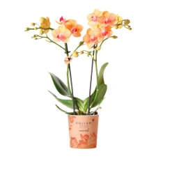 Schmetterlingsorchidee Topf- Durchmesser 9 cm ^ Plantiflor Hot