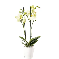 Schmetterlingsorchidee Topf- Durchmesser 9 cm ^ Plantiflor Hot