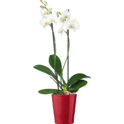 Schmetterlingsorchidee Topf Durchmesser 12 cm ^ Plantiflor Clearance