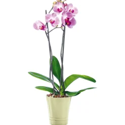 Schmetterlingsorchidee Topf Durchmesser 12 cm ^ Plantiflor Clearance