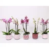Schmetterlingsorchidee 3-Triebe Topf- Durchmesser 12 cm ^ Plantiflor