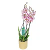 Schmetterlingsorchidee in Keramik Topf- Durchmesser 12 cm ^ Plantiflor Hot
