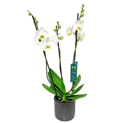Schmetterlingsorchidee in Keramik Topf- Durchmesser 12 cm ^ Plantiflor Hot