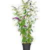 Schmetterlingsstrauch im Topf Durchmesser 19 cm ^ Plantiflor New