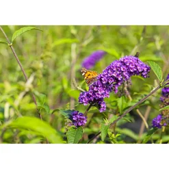 Schmetterlingsstrauch im Topf Durchmesser 19 cm ^ Plantiflor New