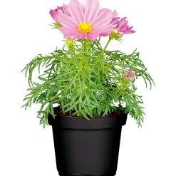 Schmuckkörbchen Topf Durchmesser 13 cm ^ Plantiflor Best