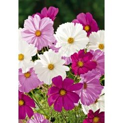 Schmuckkörbchen Topf Durchmesser 13 cm ^ Plantiflor Best