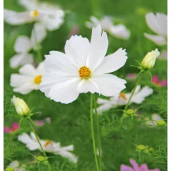 Schmuckkörbchen Topf Durchmesser 13 cm ^ Plantiflor Best