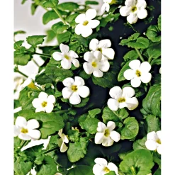 Schneeflockenblume T13 ^ Plantiflor Discount