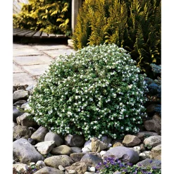Schneeflockenblume T13 ^ Plantiflor Discount