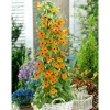 Schwarzäugige Susanne Topf Durchmesser 12 cm ^ Plantiflor Hot