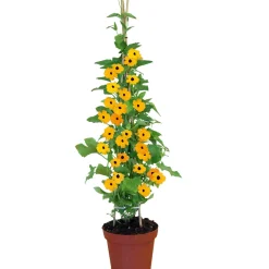 Schwarzäugige Susanne Topf Durchmesser 12 cm ^ Plantiflor Hot