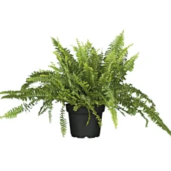 Schwertfarn 35-40 cm T12/13 ^ Plantiflor Hot