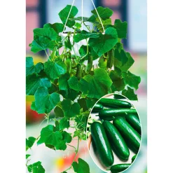 Snackgurke, Topf Ø 12 cm ^ Plantiflor Hot