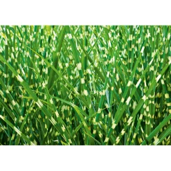 Solitär-Gräser Topf Durchmesser 23 cm ^ Plantiflor