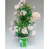 Sommerjasmin Pyramide Topf Durchmesser 19 cm ^ Plantiflor Hot