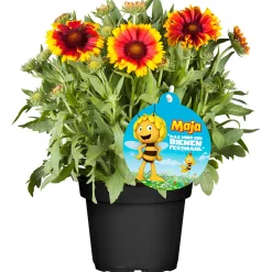 Stauden-Mix Biene Maja Topf- Durchmesser 13 cm ^ Plantiflor