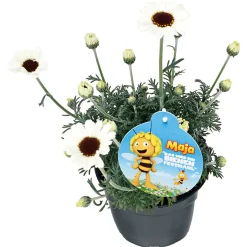 Stauden-Mix Biene Maja Topf- Durchmesser 13 cm ^ Plantiflor
